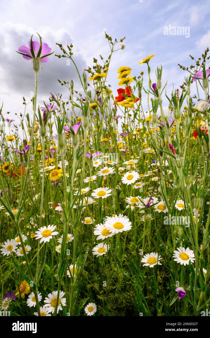 Image verticale de fleurs sauvages dans les Cotswolds Banque D'Images