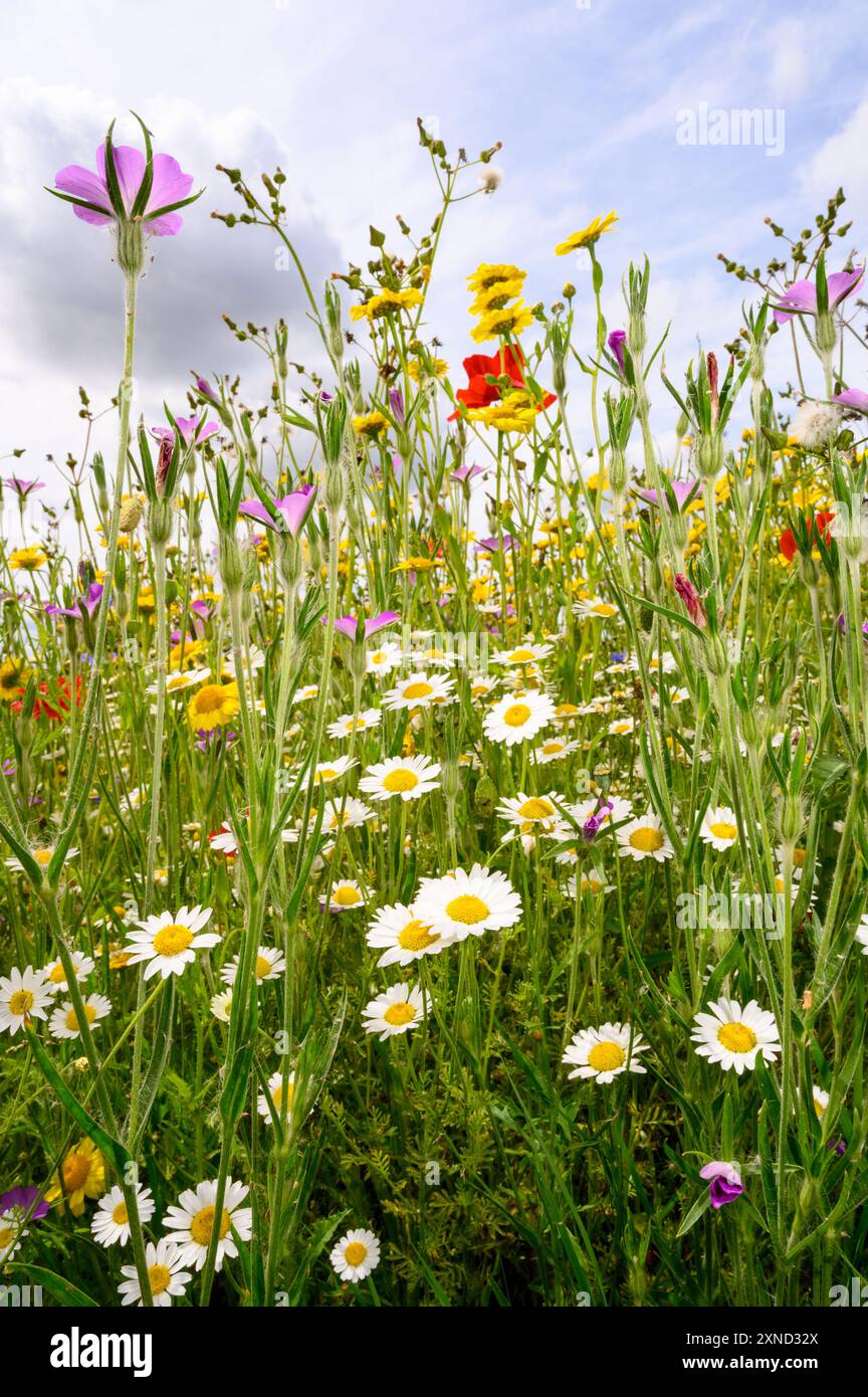 Une image verticale de fleurs sauvages dans un pré dans les Cotswolds. Banque D'Images