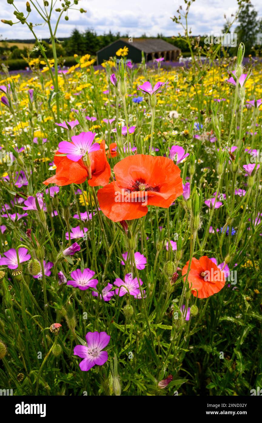 Coquelicots dans une prairie de fleurs sauvages avec une grange en arrière-plan. Banque D'Images