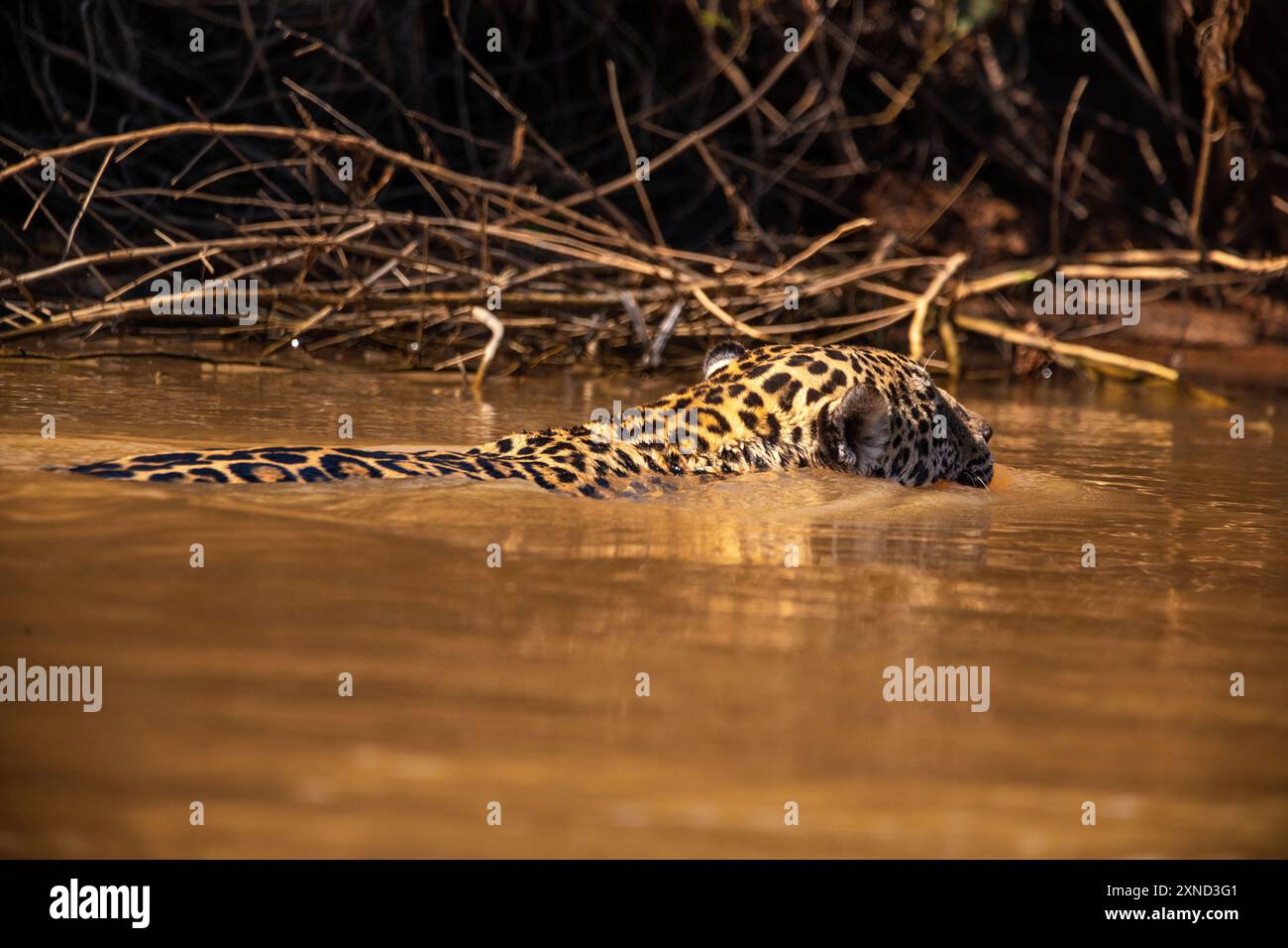 Jaguar, le plus grand chat sud-américain, rencontre de Waters Park le meilleur endroit pour regarder ces chats dans le monde, Pantanal de Mato Grosso, Brésil Banque D'Images