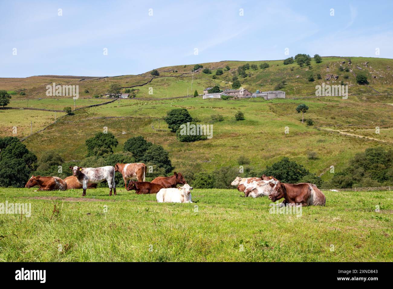 Vaches bétail pâturant dans le Derbyshire Peak District anglais Banque D'Images