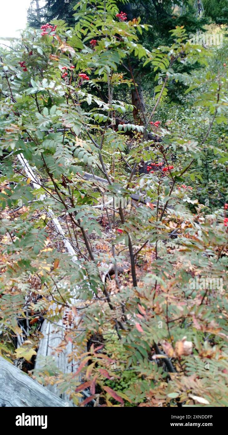 Cendres de montagne de Greene (Sorbus scopulina) Plantae Banque D'Images