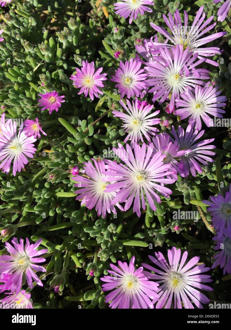 Rosée pâle (Drosanthemum floribundum) Plantae Banque D'Images