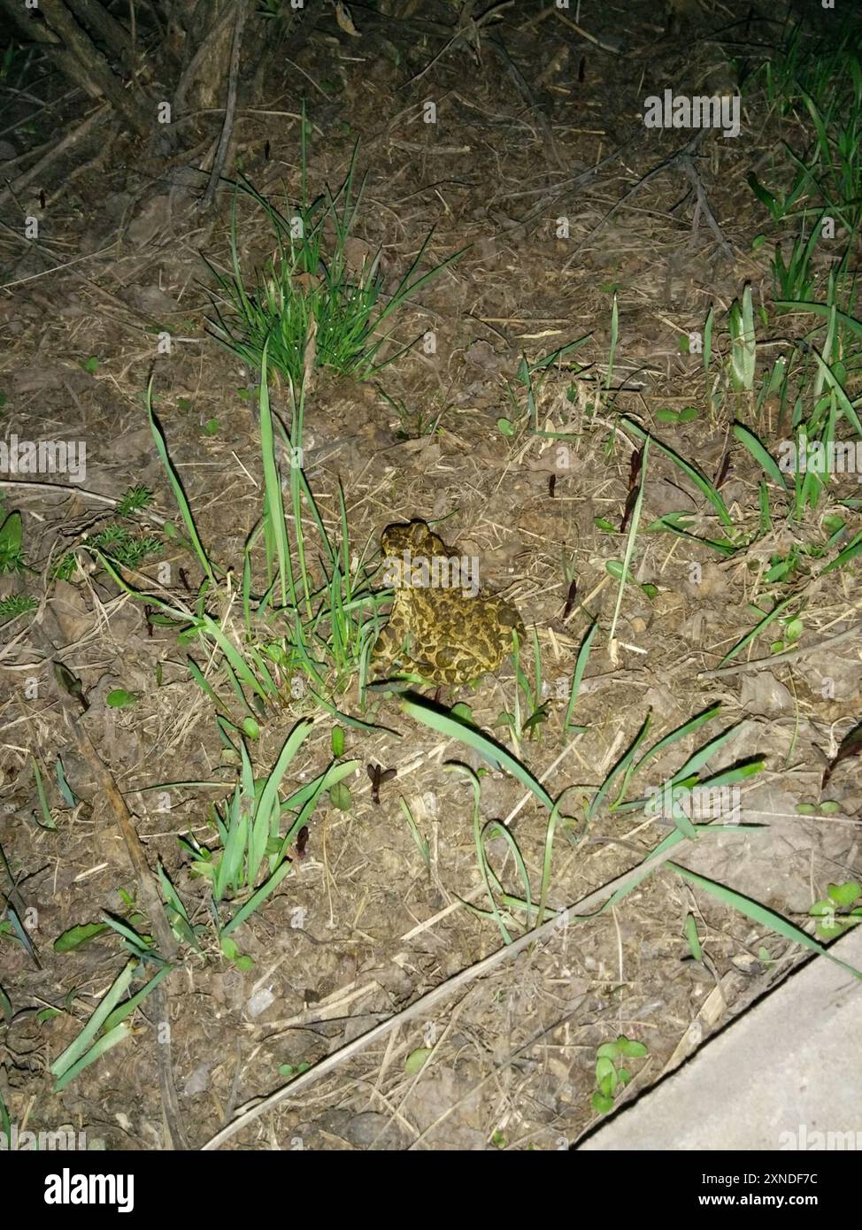 Crapaud variable (Bufotes viridis sitibundus) amphibiens Banque D'Images