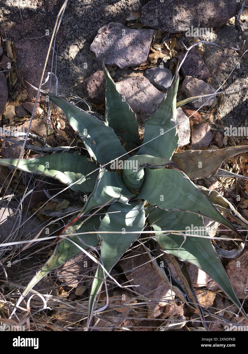 Plante du siècle de Havard (Agave havardiana) Plantae Banque D'Images