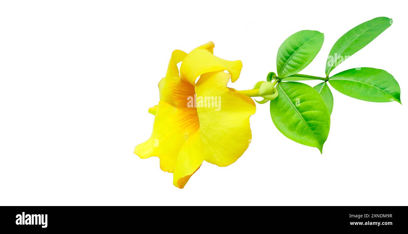 Image découpée d'une fleur jaune sur un fond blanc avec des chemins de détourage. Parfait pour le design et le matériel éducatif. Banque D'Images