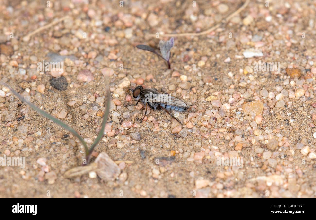 Une mouche Stiletto de la famille des Therevidae est vue sur le terrain sablonneux du Colorado Banque D'Images