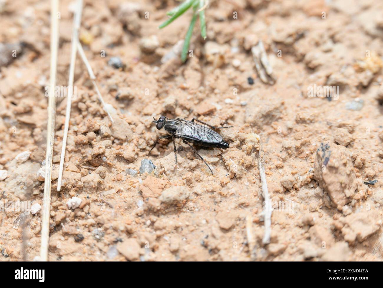 La mouche Stiletto ; appartenant à la famille des Therevidae perchée sur le sol dans le Colorado. Banque D'Images