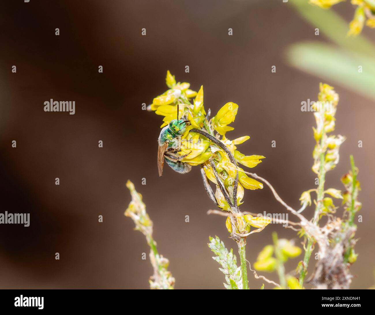 Dans le Colorado, des abeilles sudores rayées du genre Agapostemon sont vues cueillir du pollen sur des fleurs jaune vif. Banque D'Images