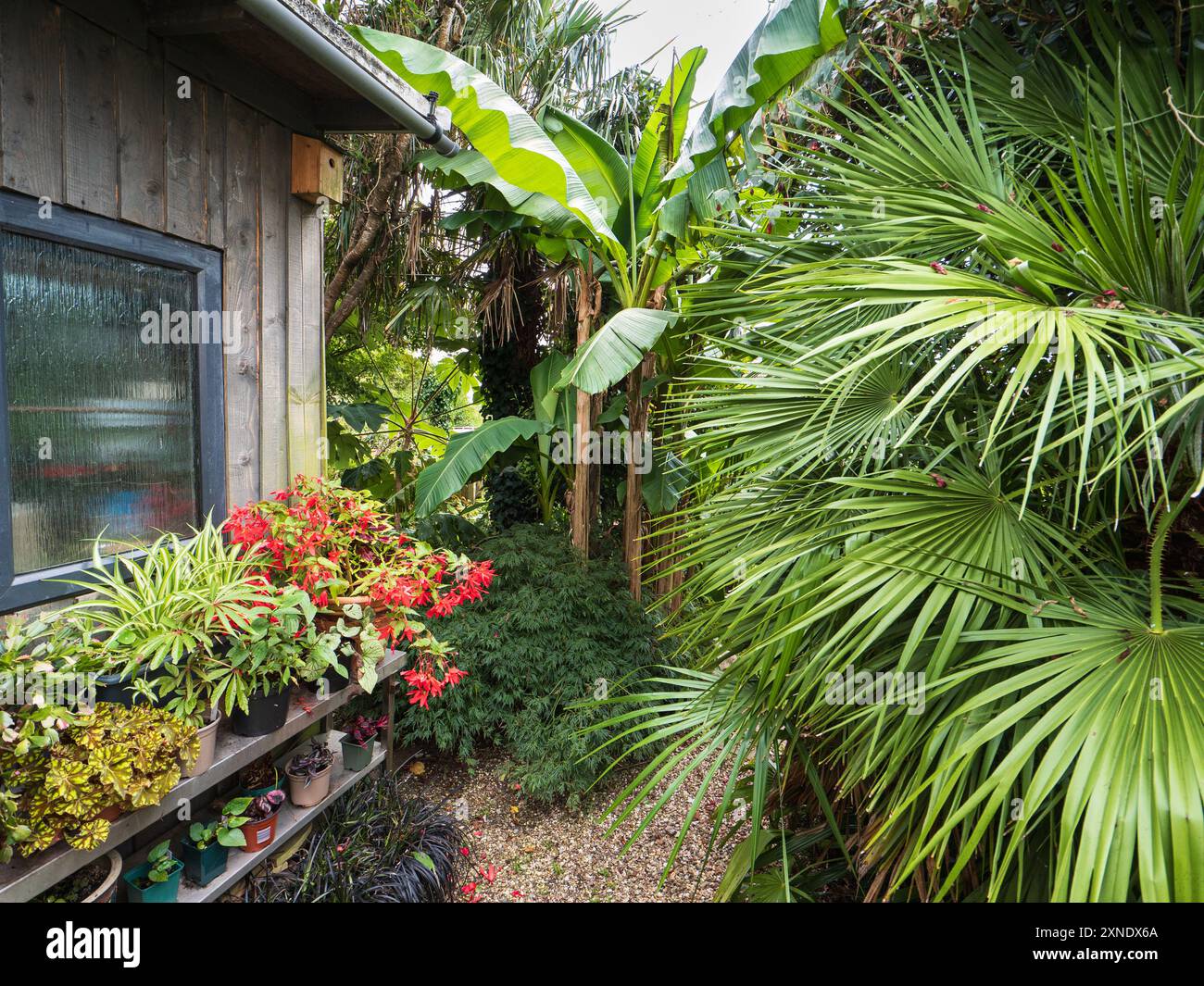 Scène estivale dans un jardin exotique de Plymouth, Royaume-Uni avec Musa basjoo, Chamaerops humils et plantes d'intérieur en plein air Banque D'Images