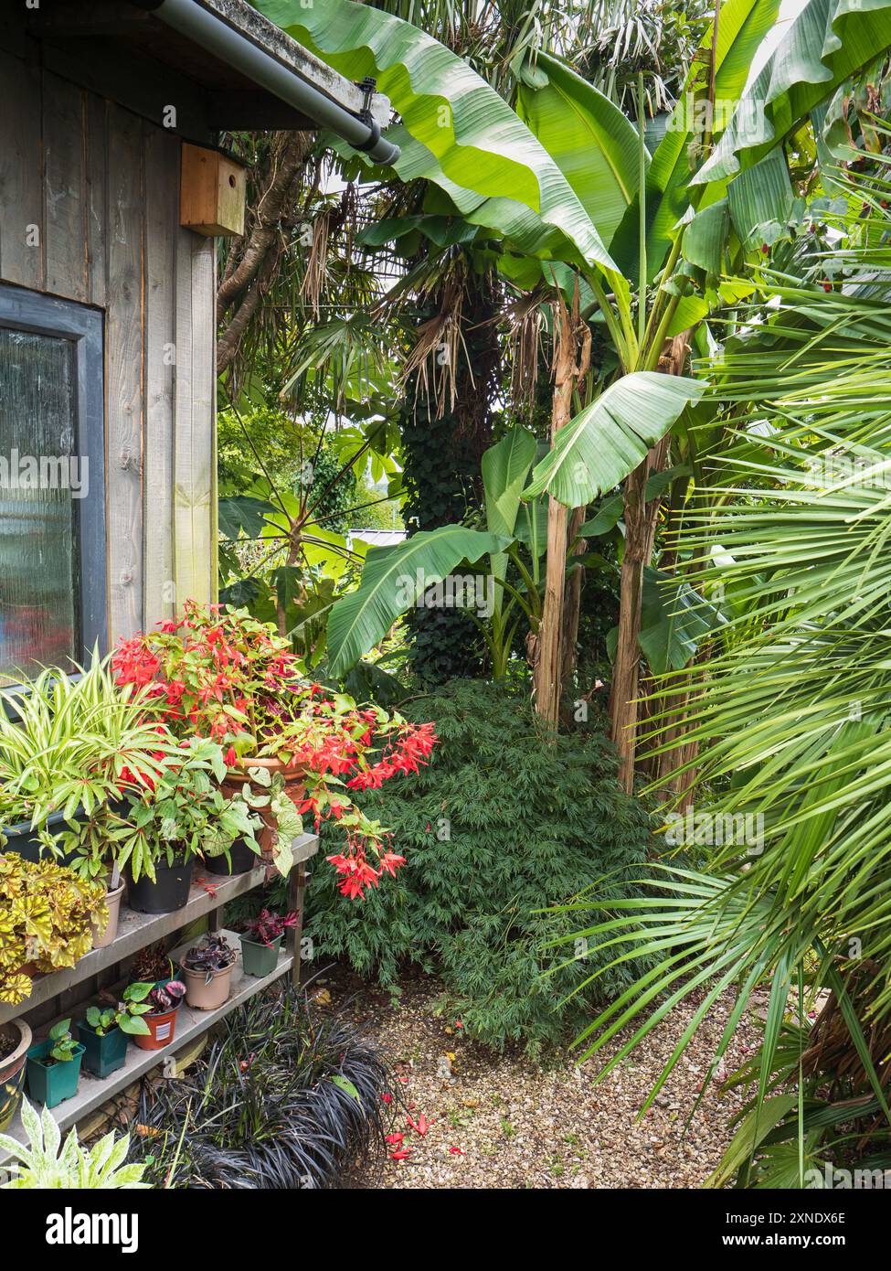 Scène estivale dans un jardin exotique de Plymouth, Royaume-Uni avec Musa basjoo, Chamaerops humils et plantes d'intérieur en plein air Banque D'Images