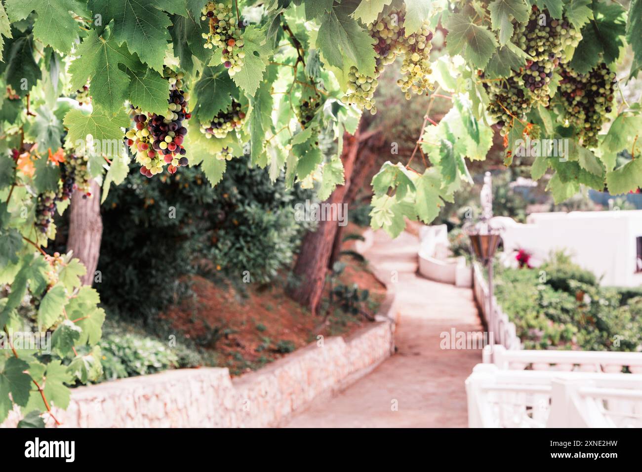 Des vignes aux fruits pendent au-dessus d'un chemin de pierre dans un hôtel italien, créant une vue pittoresque et accueillante. Banque D'Images
