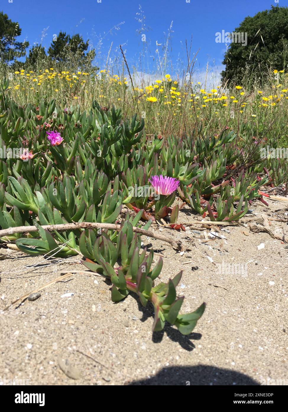 Figue de mer chilienne (Carpobrotus chilensis) Plantae Banque D'Images