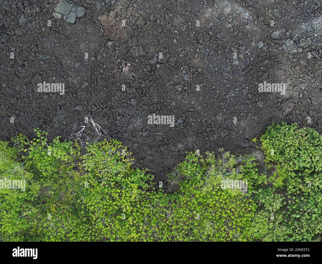 Le bord d'un champ de lit de lave est montré à côté de la cime verte d'une forêt, vue directement au-dessus de lui. Banque D'Images