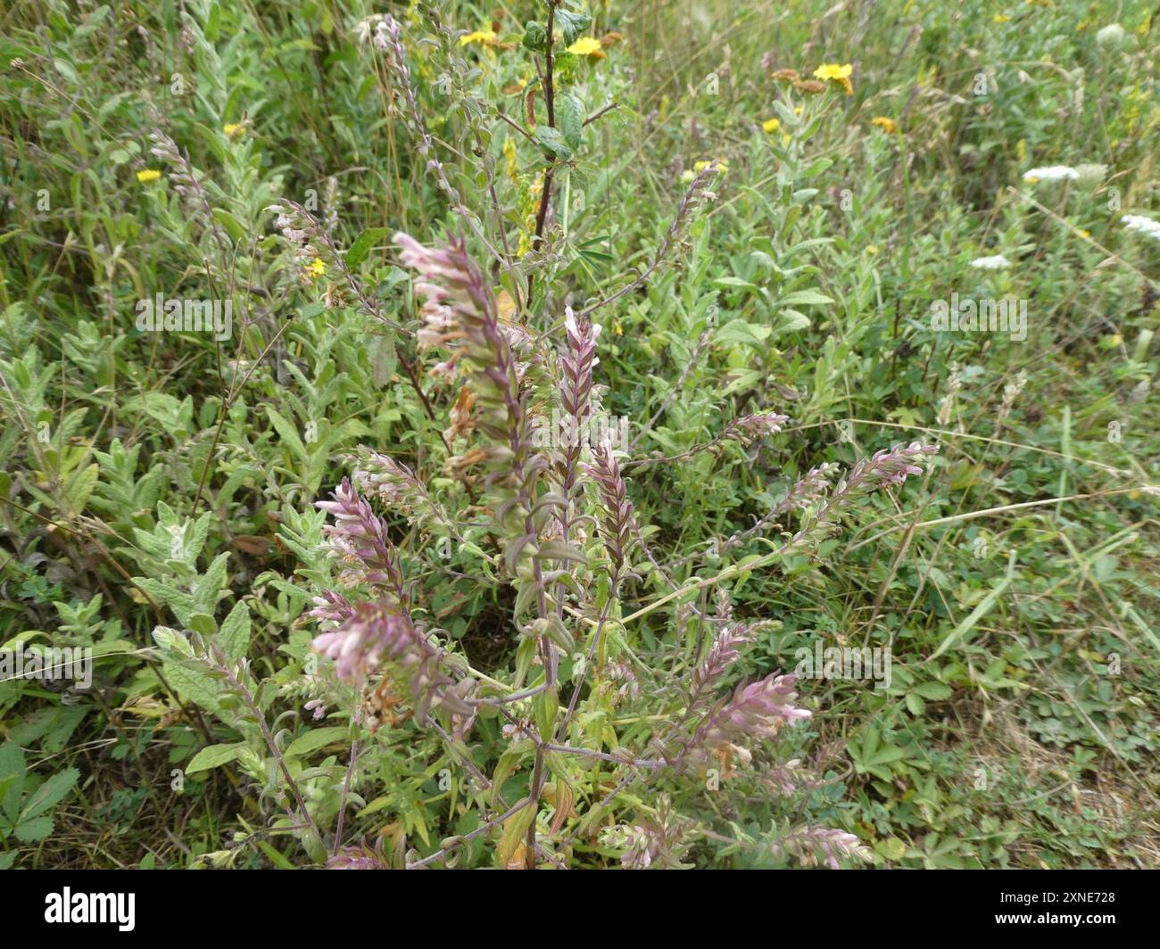 Bartsia rouge (Odontites vernus) Plantae Banque D'Images