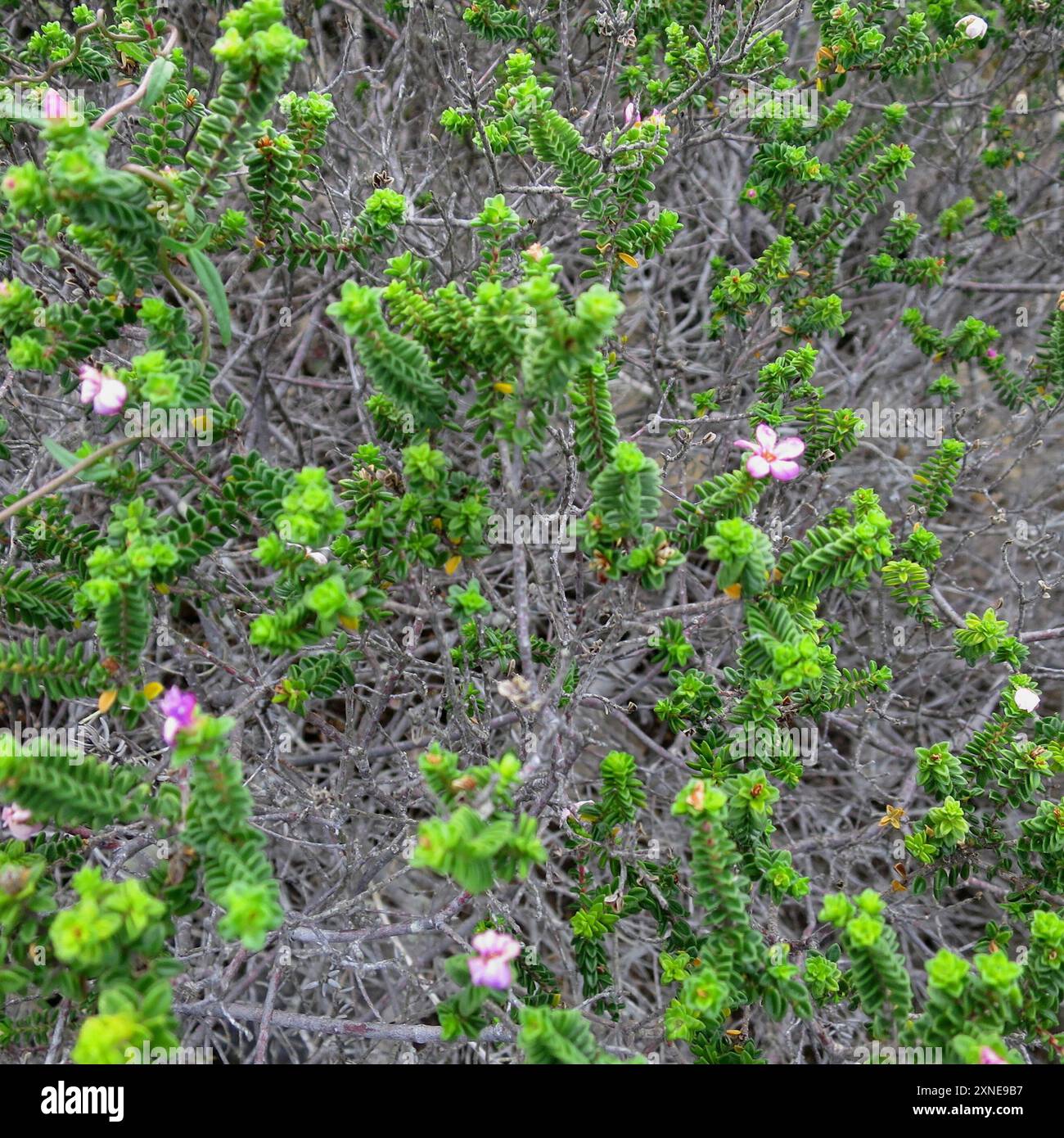 Porcelaine calcaire (Acmadenia heterophylla) Plantae Banque D'Images
