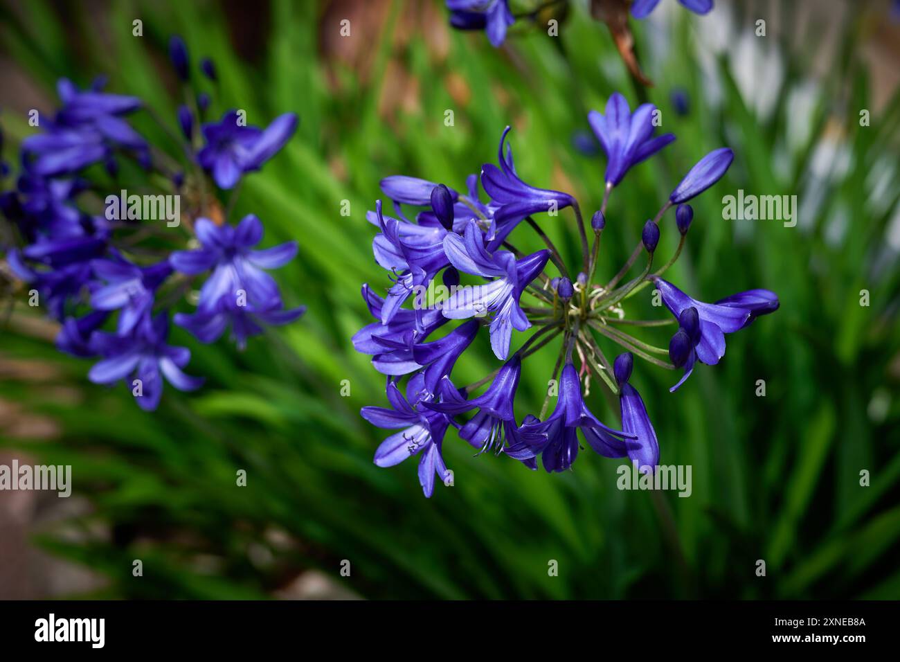 Fleurs bleues dans le jardin Banque D'Images