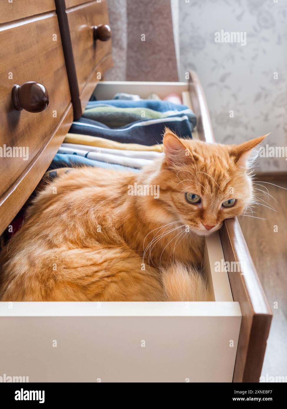 Curieux chat au gingembre est assis dans la commode. Pelucheux Pet a un repos parmi les vêtements pliés. Animal domestique dans la chambre. Banque D'Images