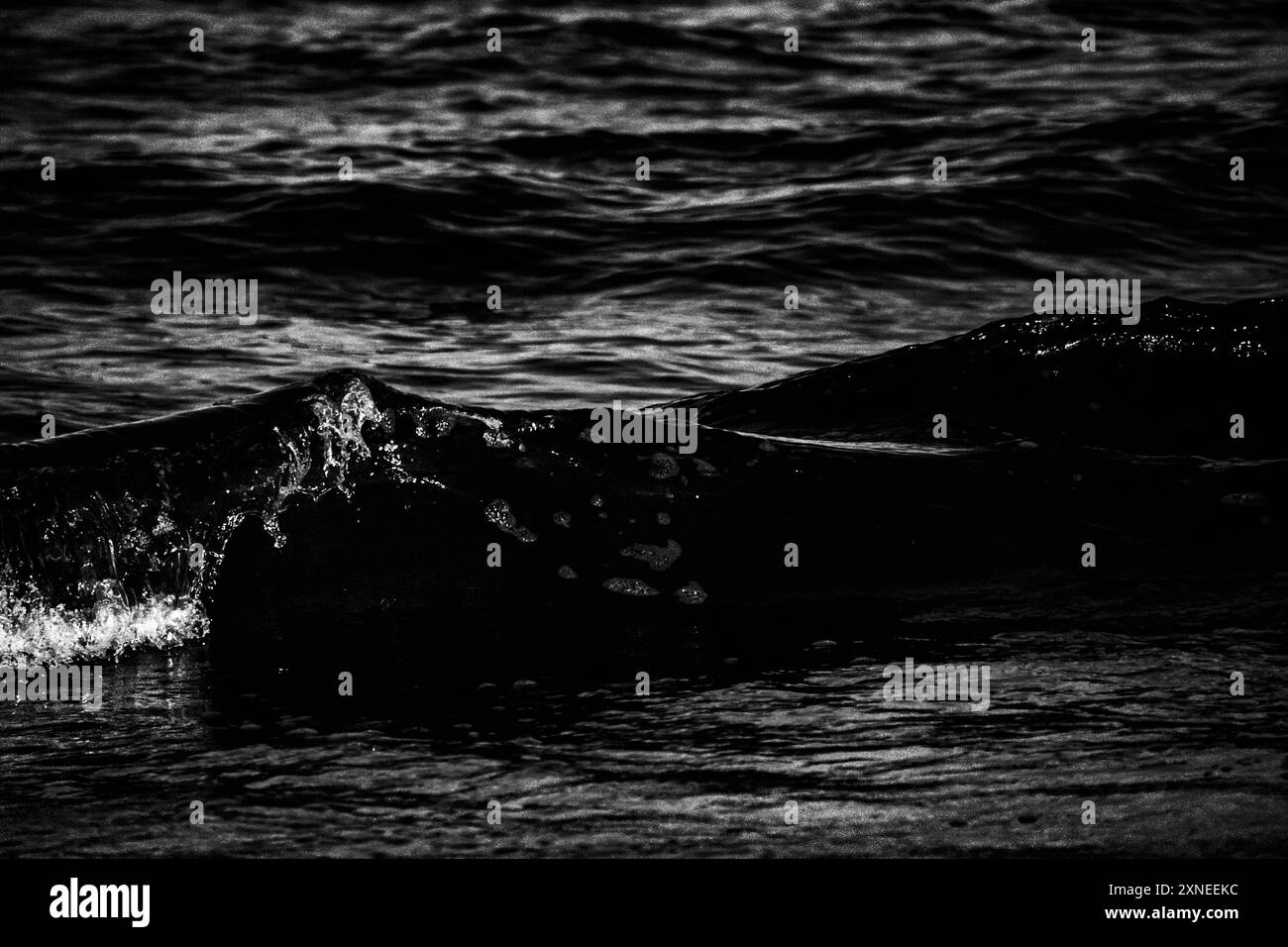 Image en noir et blanc de vagues spectaculaires qui s'écrasent le long de la côte de la mer Noire en Roumanie. Banque D'Images