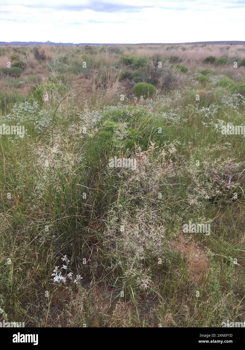 Pâturage de Lehmann (Eragrostis lehmanniana) Plantae Banque D'Images