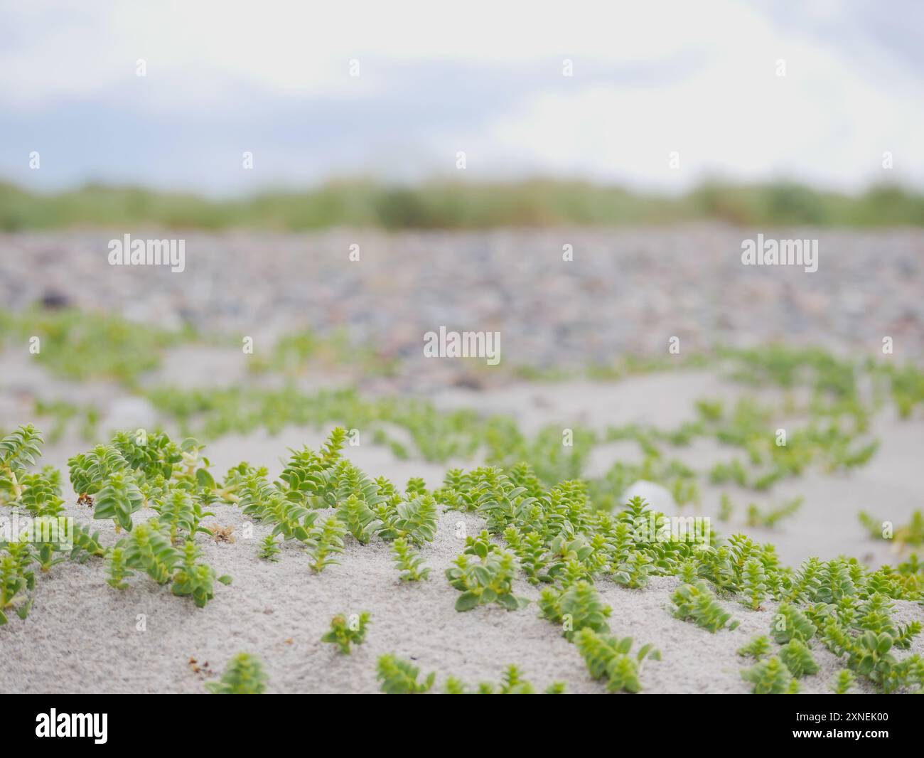 Plante de sable poussant sur les dunes côtières à Skagen, Danemark. Honckenya Peploides sur une dune près de la mer Baltique et de la mer du Nord. Banque D'Images