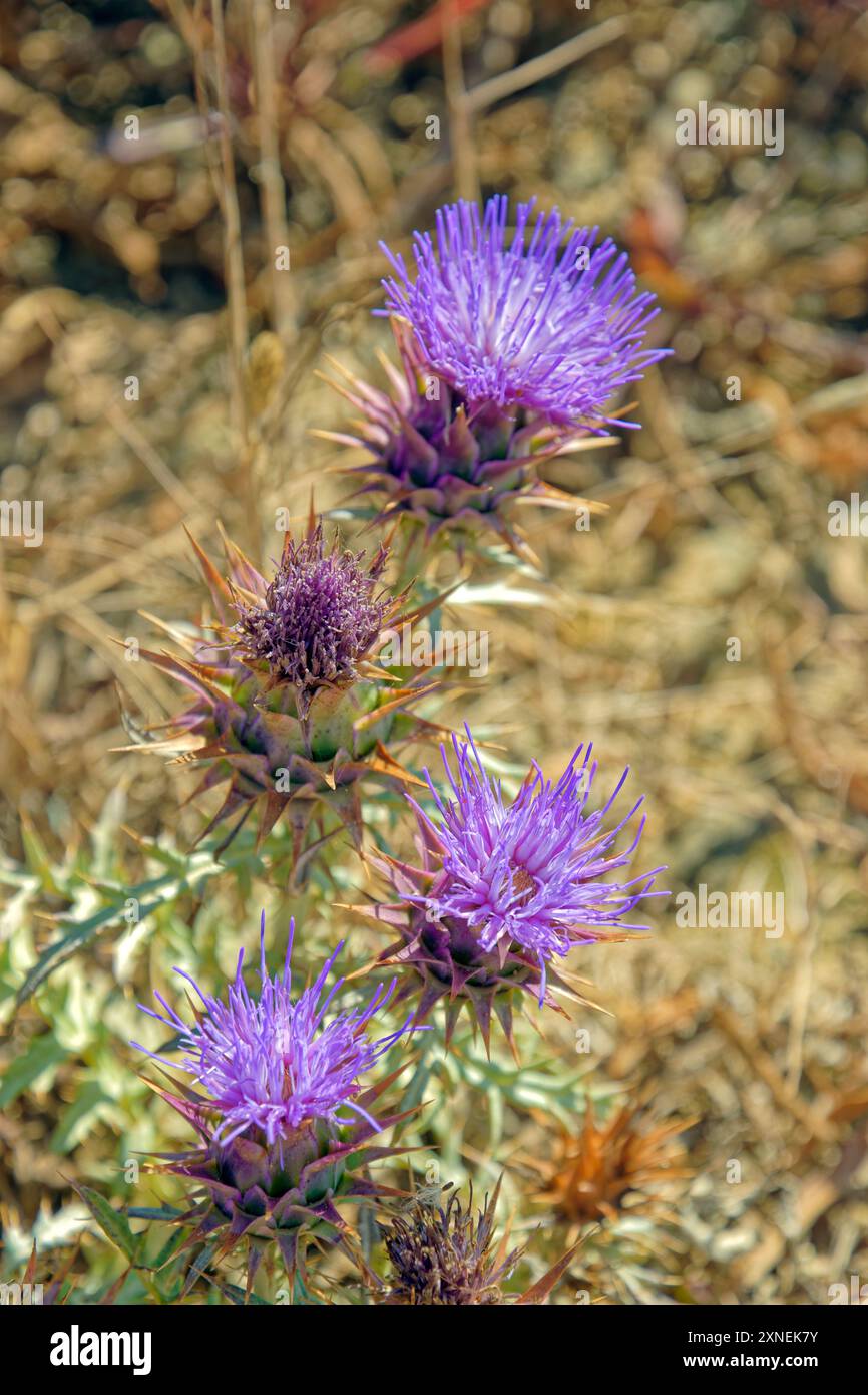 Fleurs de chardon. Banque D'Images