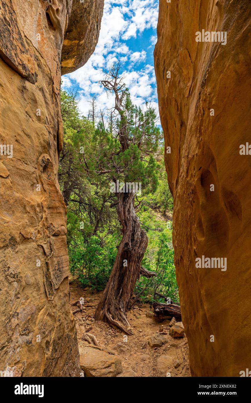 Juniper Tree, parc national de Mesa Verde, Colorado, États-Unis. Banque D'Images