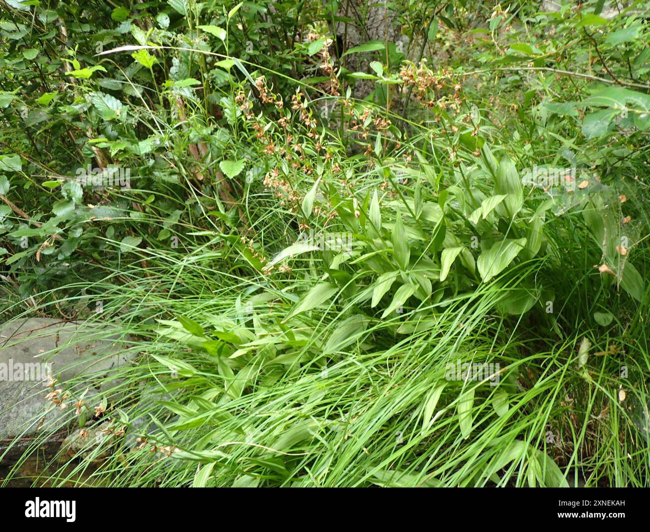 Orchidée de ruisseau (Epipactis gigantea) Plantae Banque D'Images