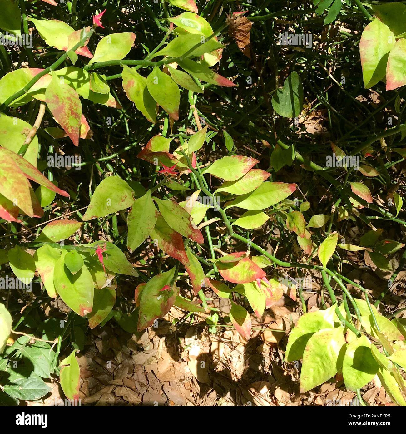 Épine dorsale du diable (Euphorbia tithymaloides) Plantae Banque D'Images