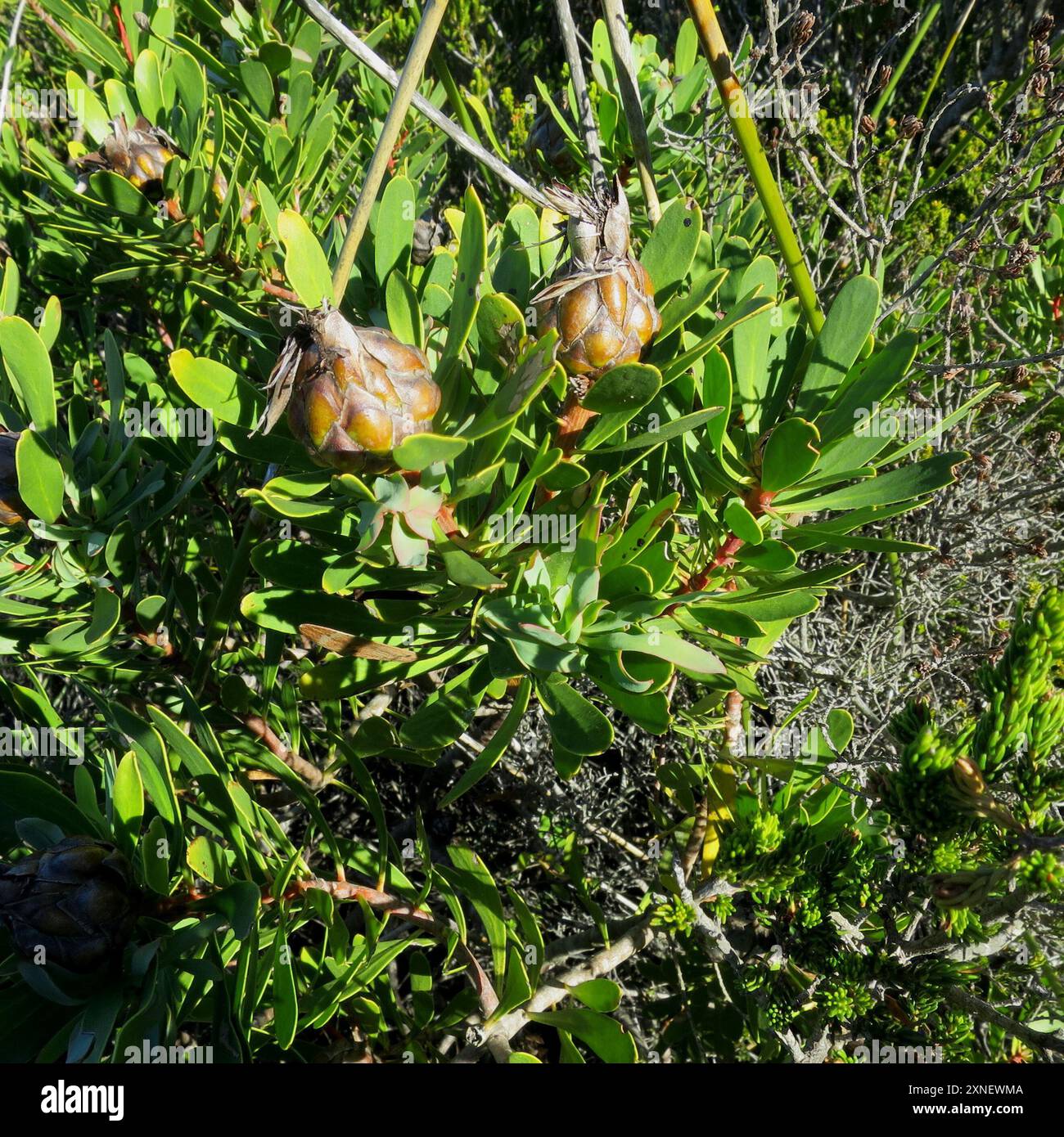 Lanceleaf Sugarbush (Protea lanceolata) Plantae Banque D'Images