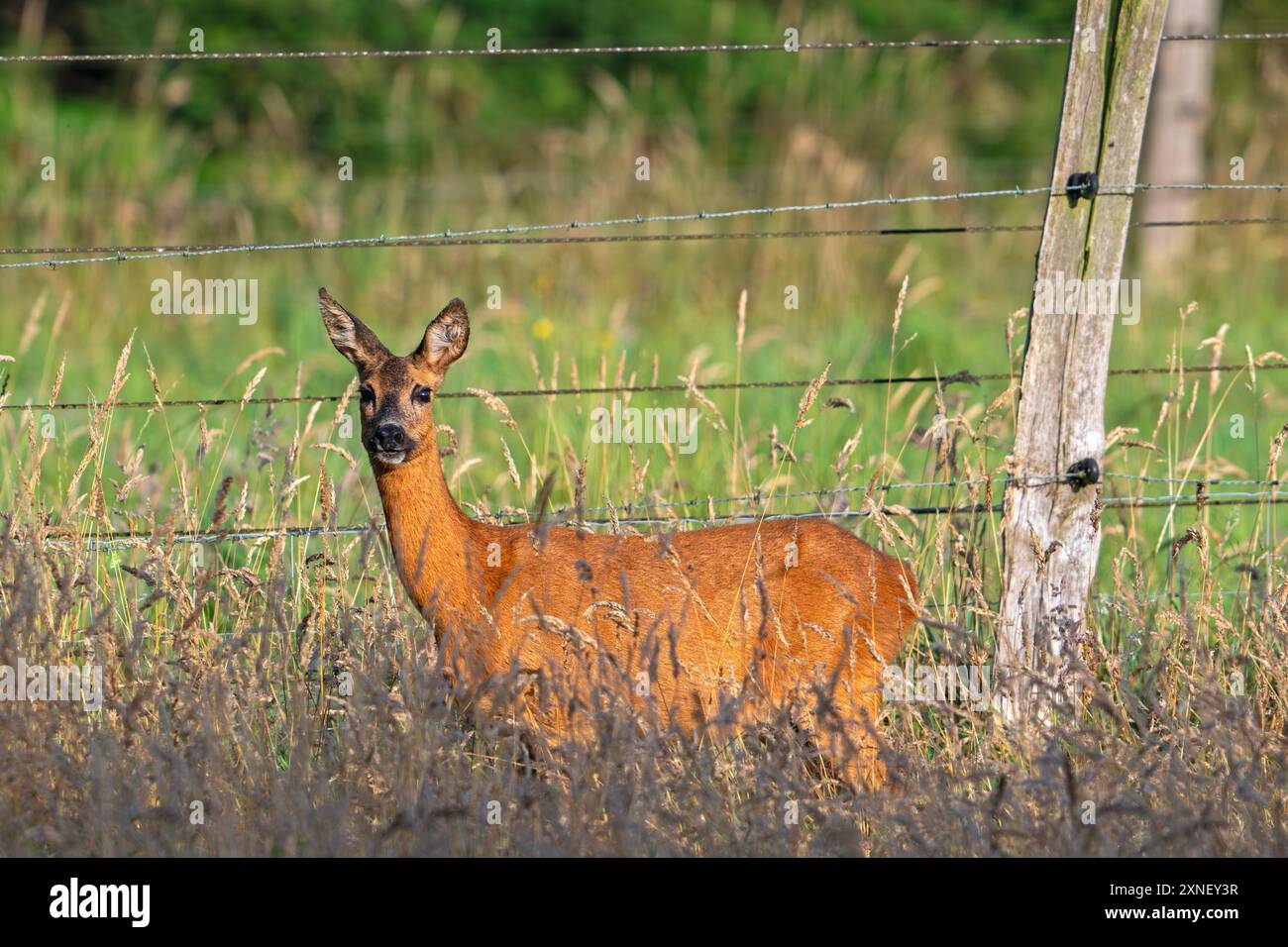 Chevreuil d'Europe (Capreolus capreolus) femelle / biche butinant dans les prairies / prairies devant la clôture de barbwire en été Banque D'Images