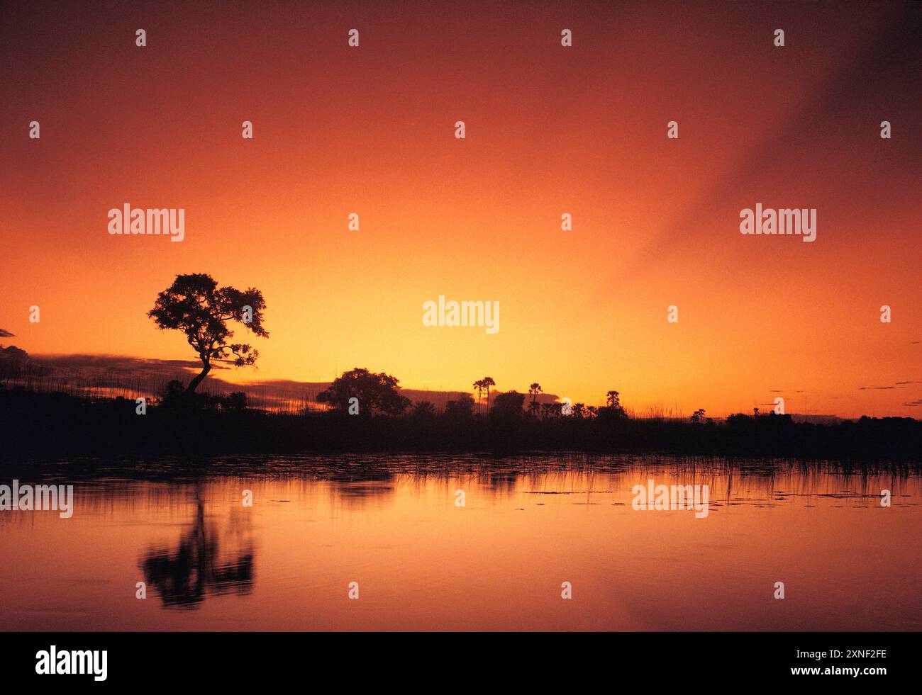 Botswana. Marécages de la rivière Okavango. Crépuscule. Banque D'Images
