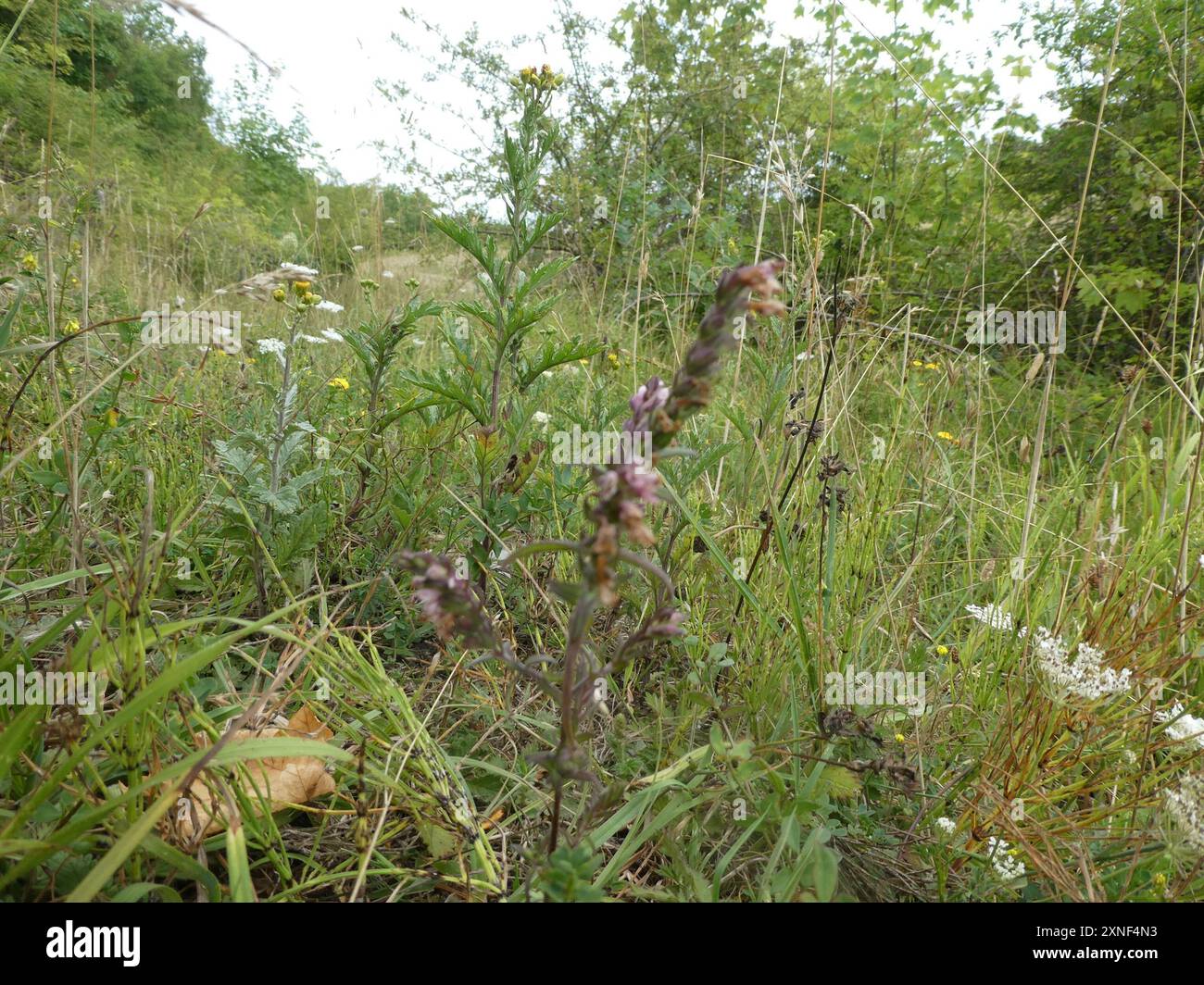 Bartsia rouge (Odontites vernus) Plantae Banque D'Images