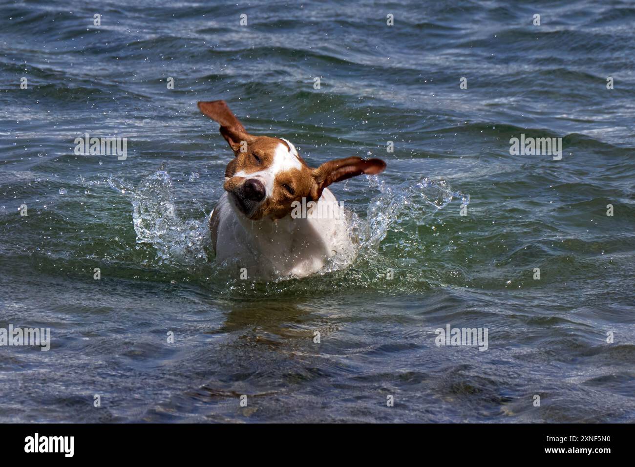 Chien blanc brun se secouant dans l'eau Banque D'Images