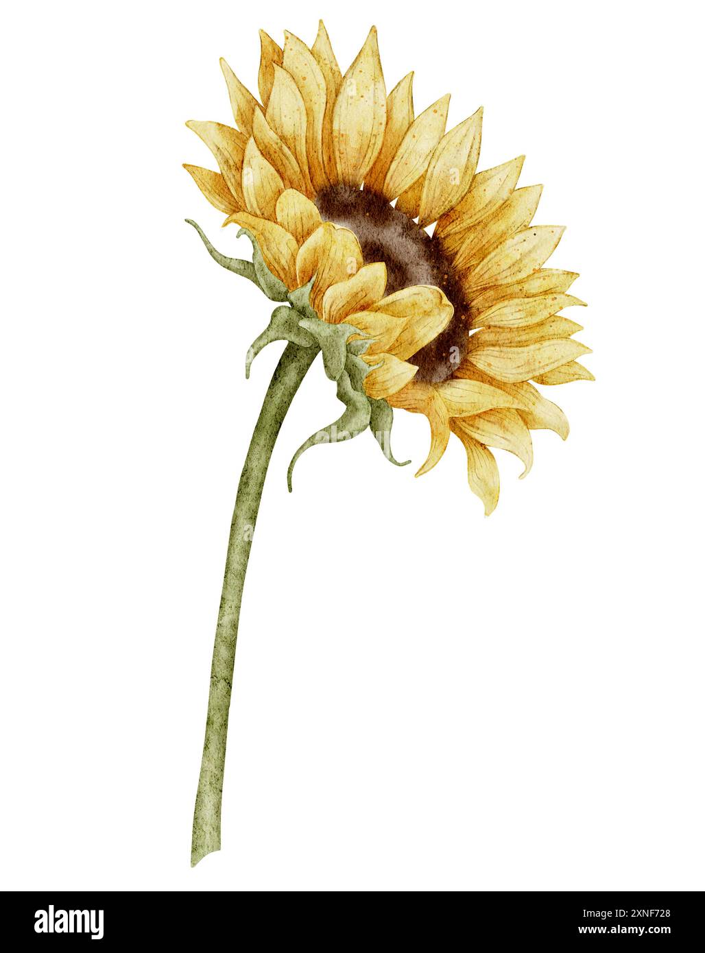 Illustration de tournesol aquarelle avec pétales détaillés et tige verte sur fond isolé. Fleur d'automne saisonnière dans les couleurs jaune et orange pour les invitations de festival de récolte ou les cartes de voeux d'automne Banque D'Images