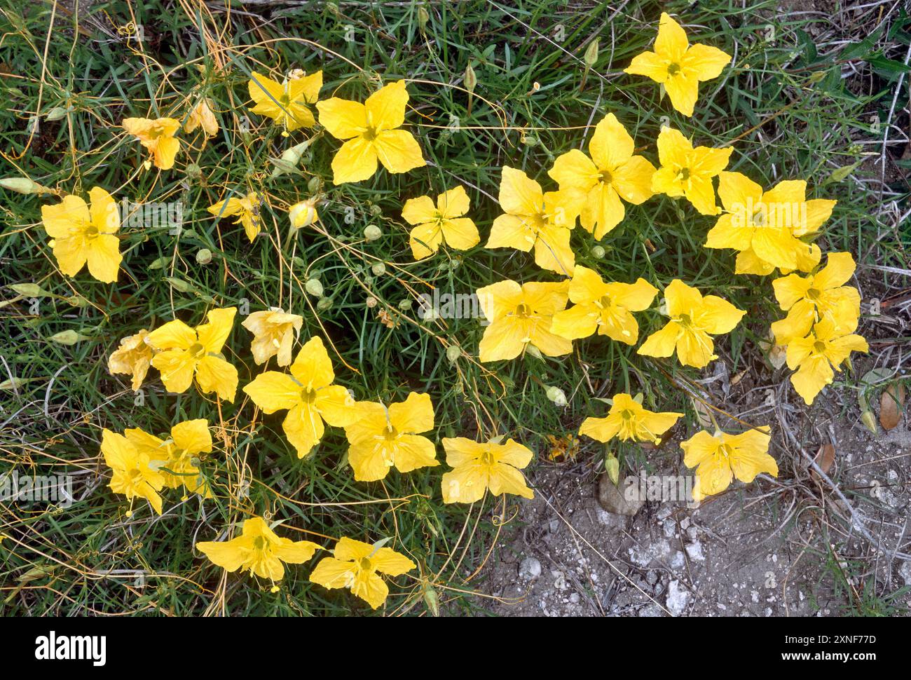 Fleurs de Bladderpod, bord de route près de Houston, région de la côte du Golfe, Texas, États-Unis Banque D'Images