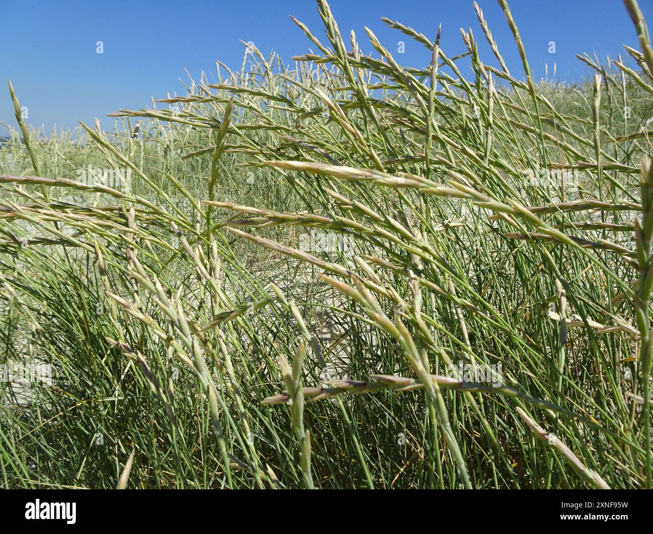 Elymus farctus Plantae Banque D'Images