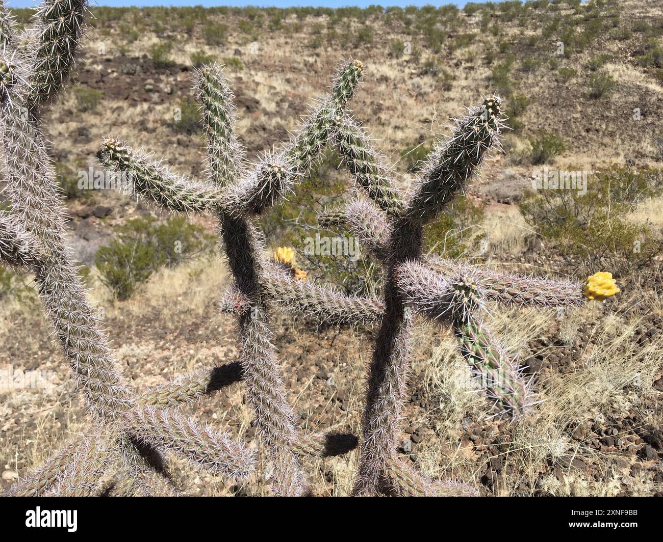 Canne cholla (Cylindropuntia spinosior) Plantae Banque D'Images