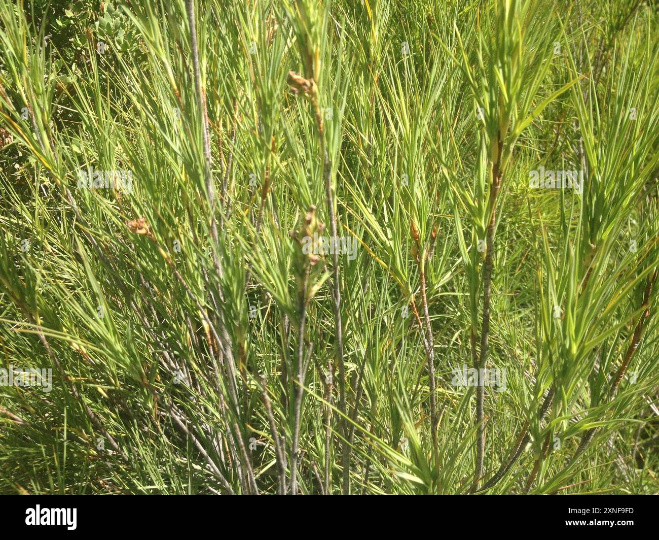 Inaka (Dracophyllum longifolium) Plantae Banque D'Images