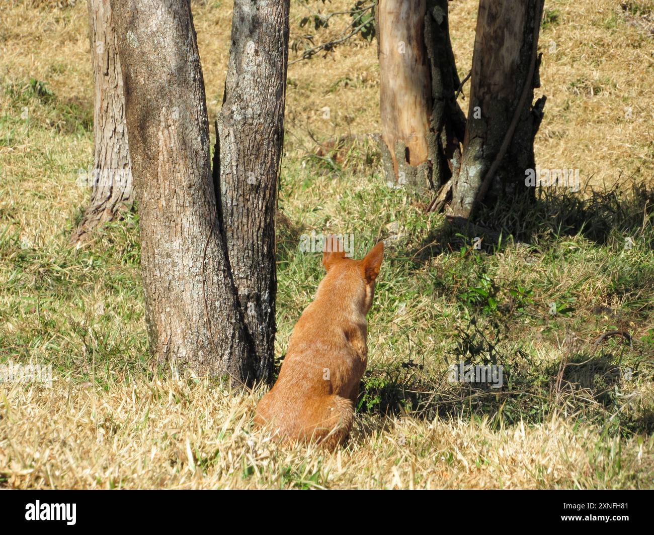 Chien caramel, assis à côté d'un tronc d'arbre, sur l'herbe sèche, les oreilles piquées, observant son environnement. Banque D'Images