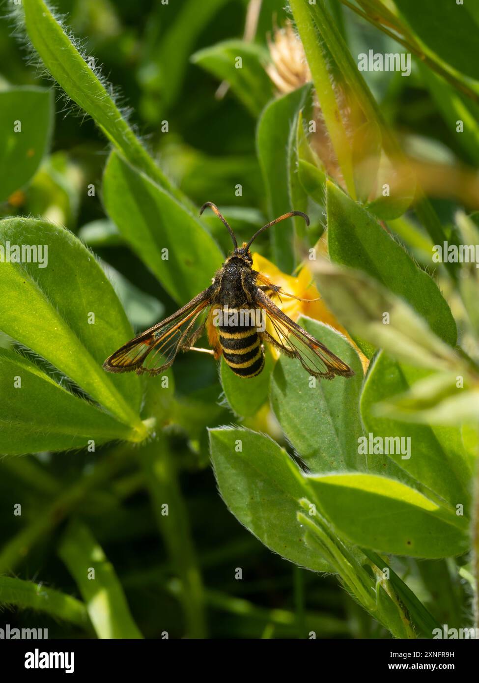 Bembecia ichneumoniformis, le papillon blanc à six ceintures. Banque D'Images