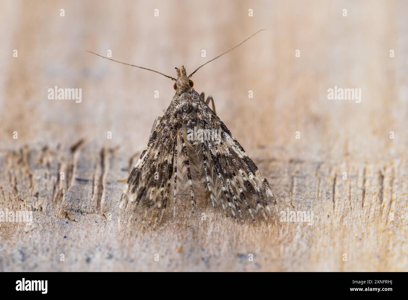 Alucita hexadactyla, une teigne à vingt panaches. Banque D'Images