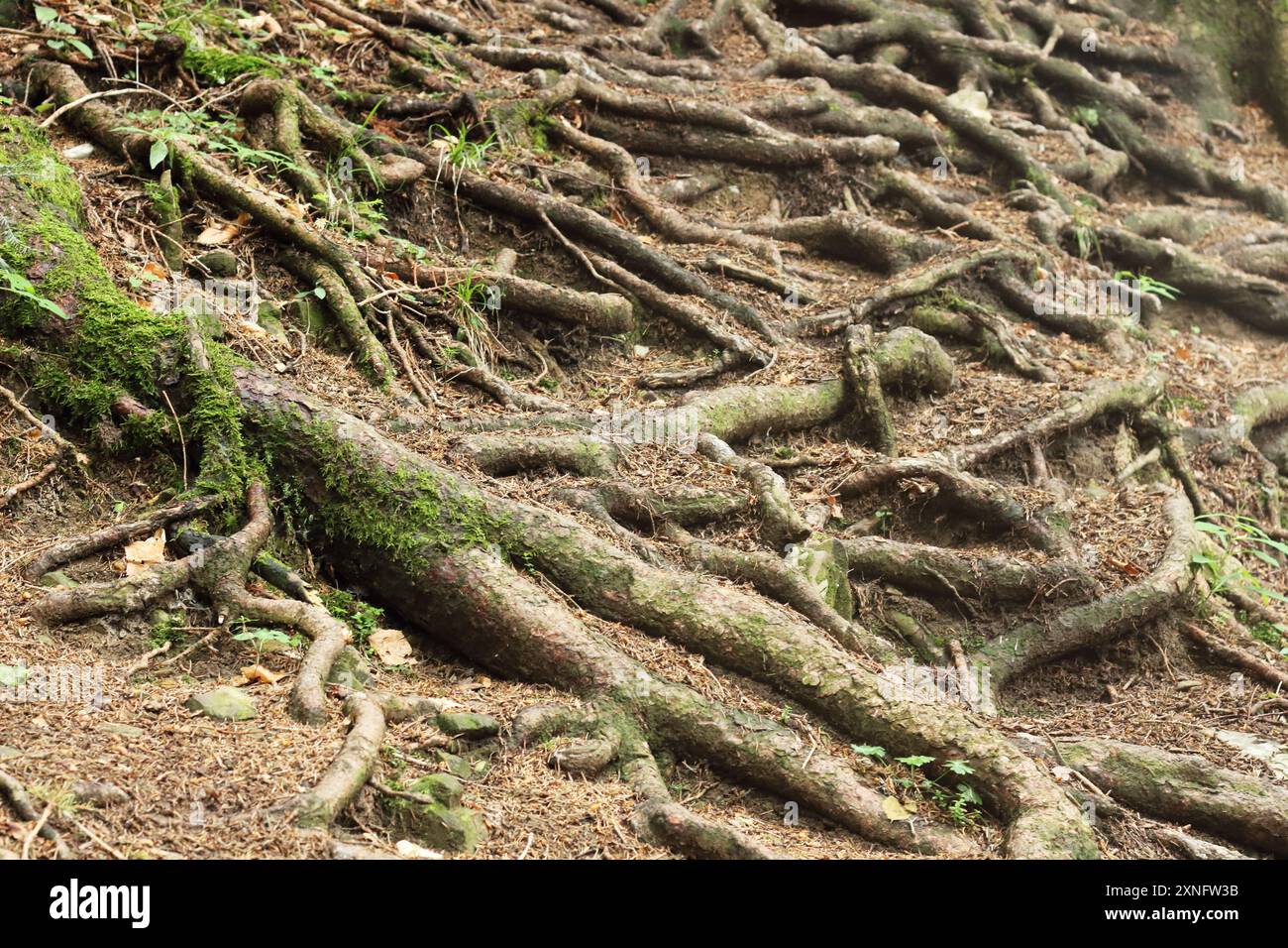 Des racines complexes d'arbres réparties sur le sol forestier en Bavière, mettant en valeur la beauté naturelle et la complexité de l'écosystème boisé. Banque D'Images