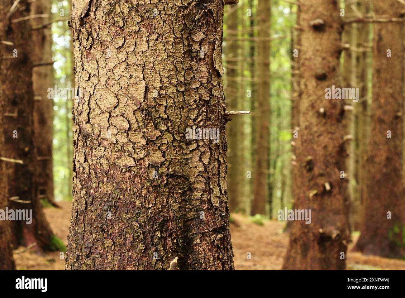 Gros plan de troncs d'arbres dans une forêt bavaroise, mettant en évidence les détails complexes de leur écorce. La texture et les motifs de l'écorce sont présentés aga Banque D'Images