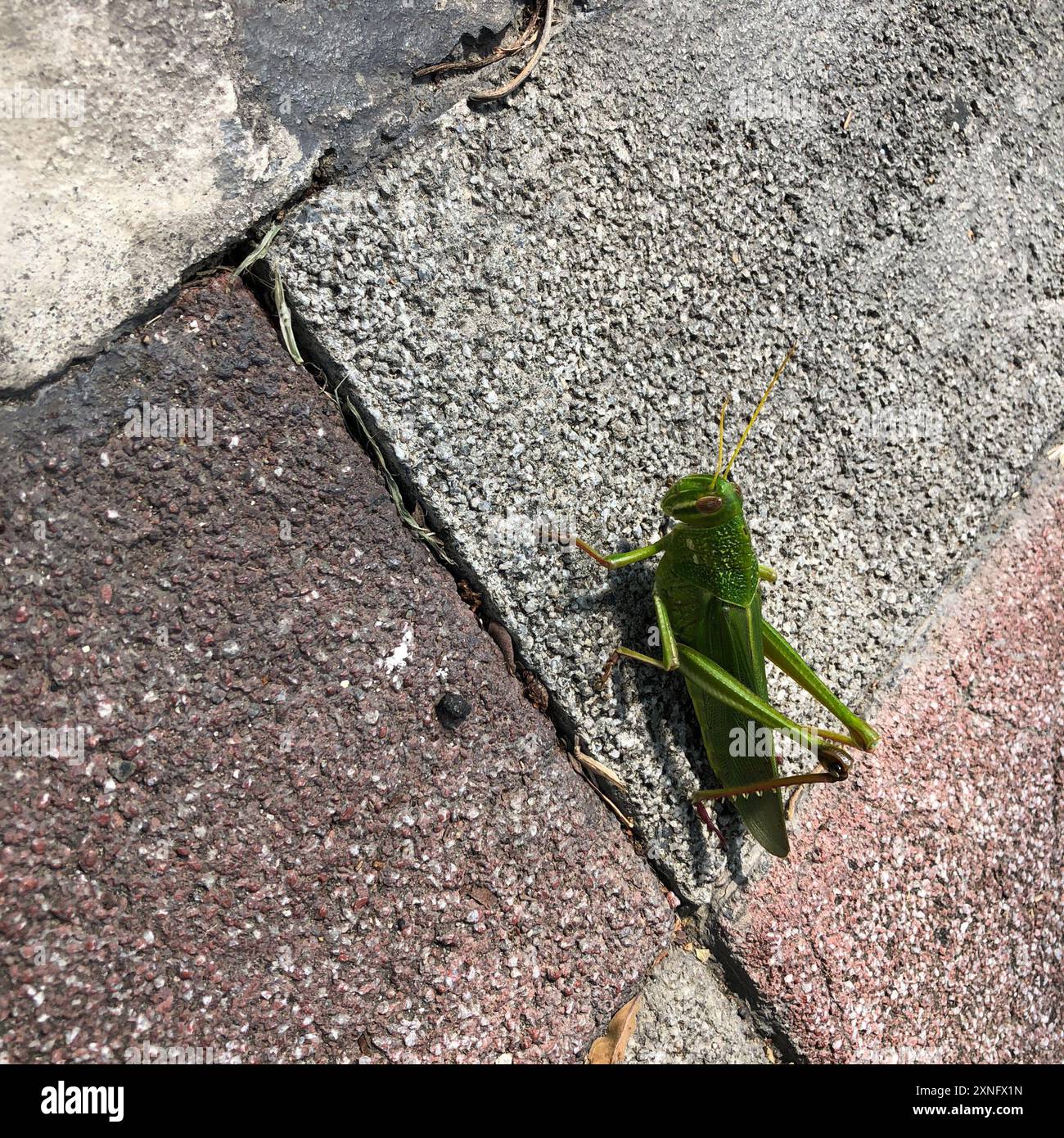 Grande insecte de sauterelle verte (Chondracris rosea) Banque D'Images