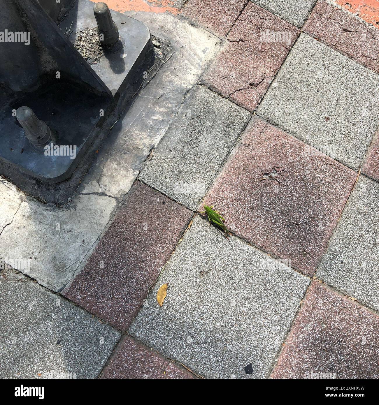 Grande insecte de sauterelle verte (Chondracris rosea) Banque D'Images