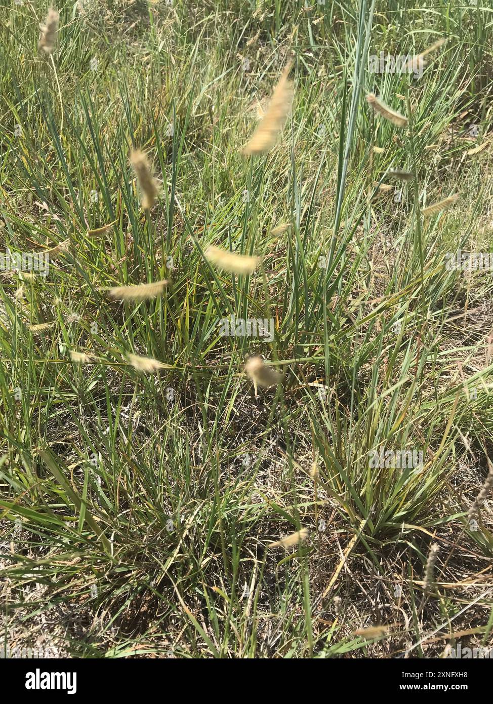 Grama poilu (Bouteloua hirsuta) Plantae Banque D'Images