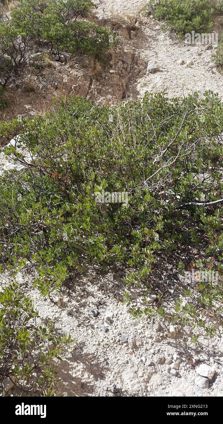 Manzanita à feuilles pointues (Arctostaphylos pungens) Plantae Banque D'Images