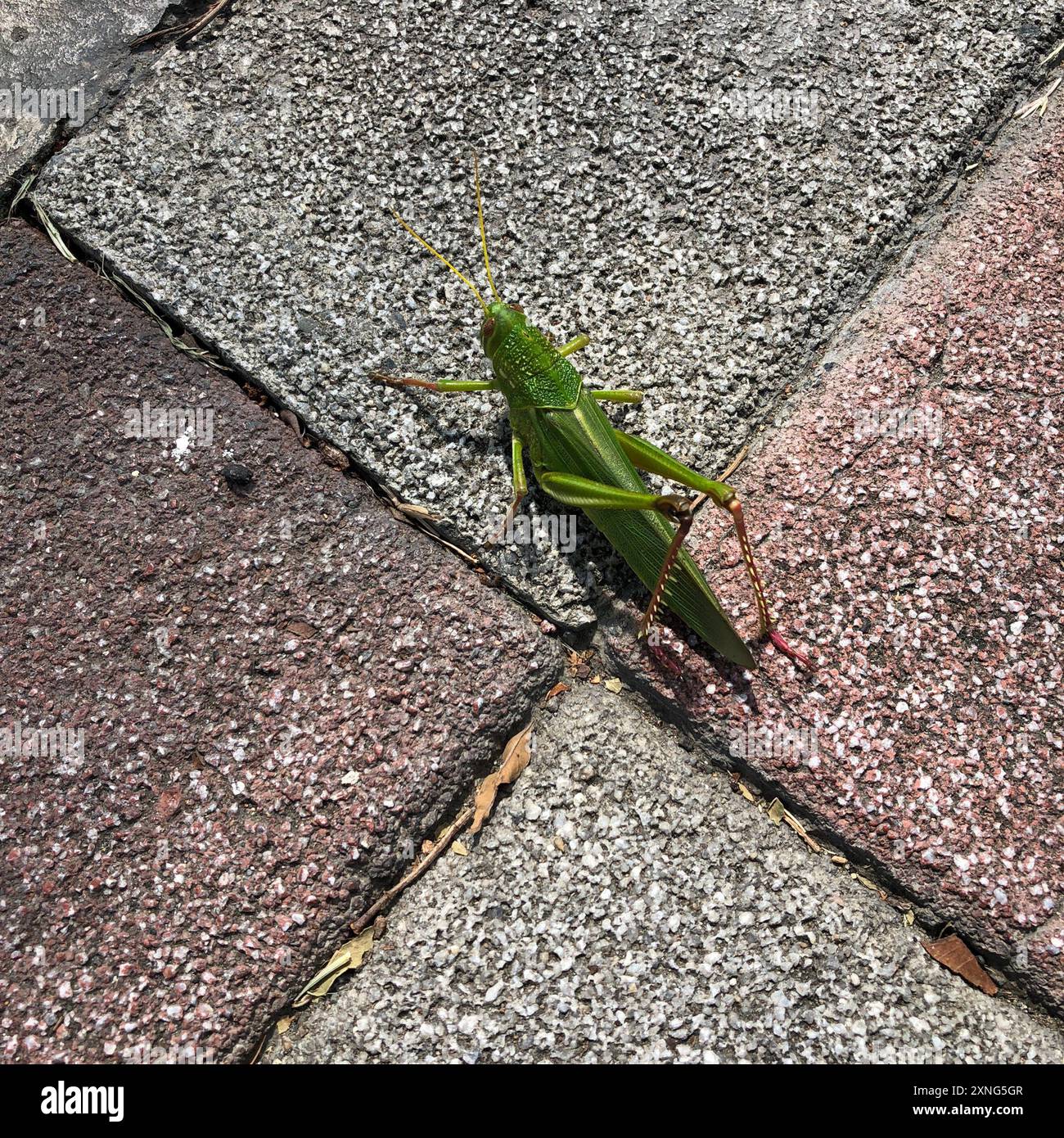 Grande insecte de sauterelle verte (Chondracris rosea) Banque D'Images