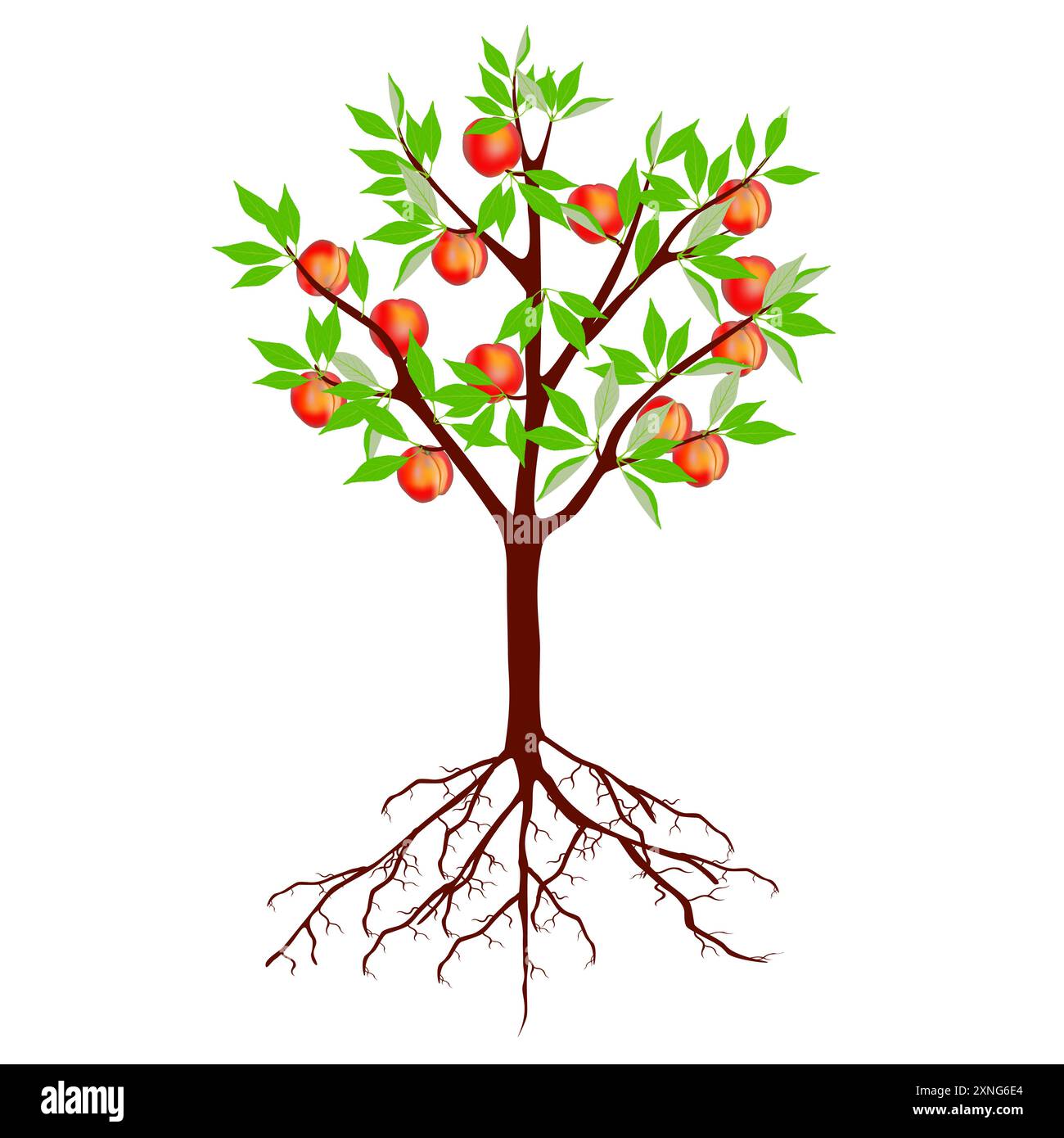 Arbre avec des pêches et des racines sur un fond blanc. Illustration de Vecteur